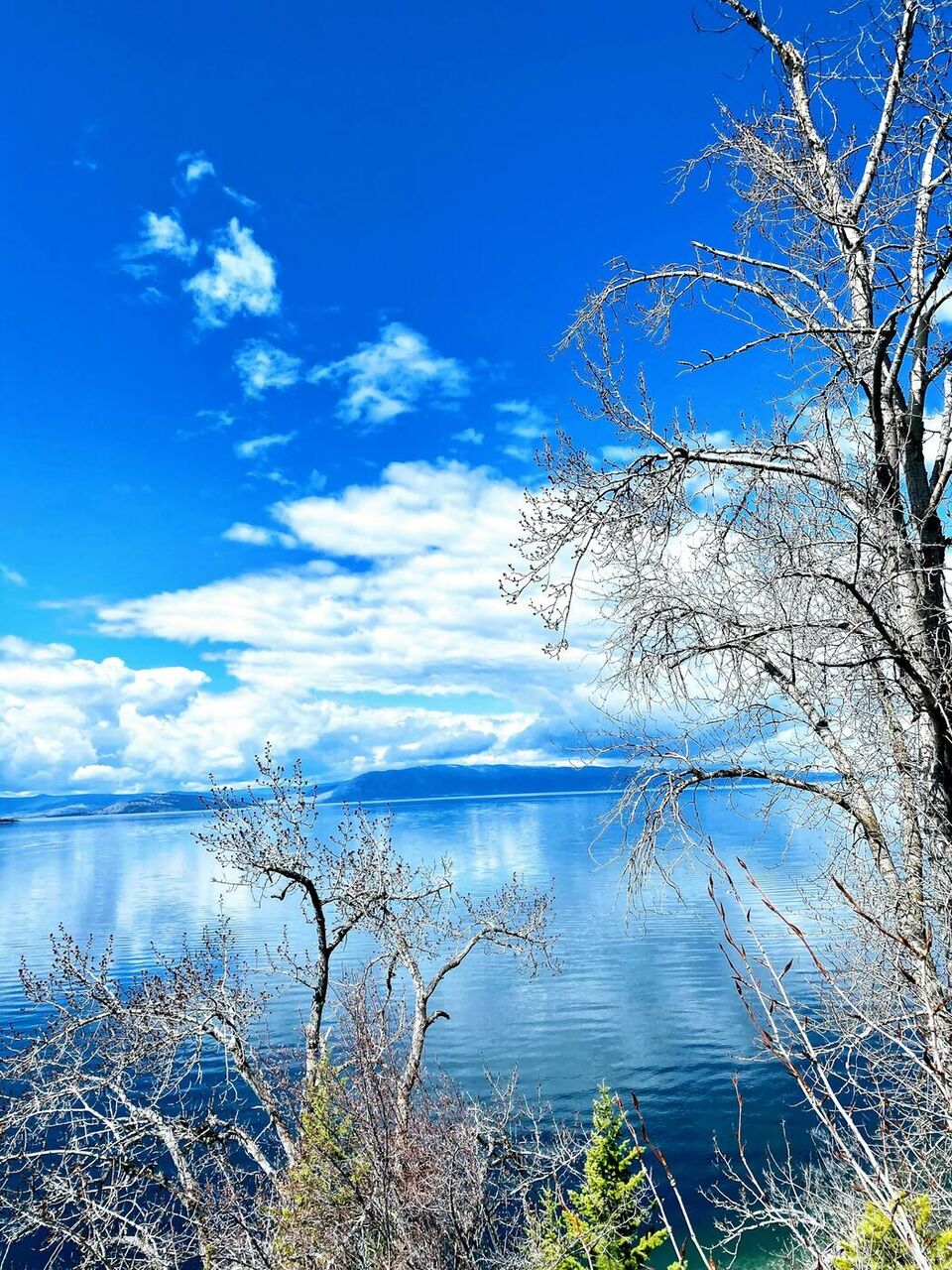 A bare tree on the Flathead shore