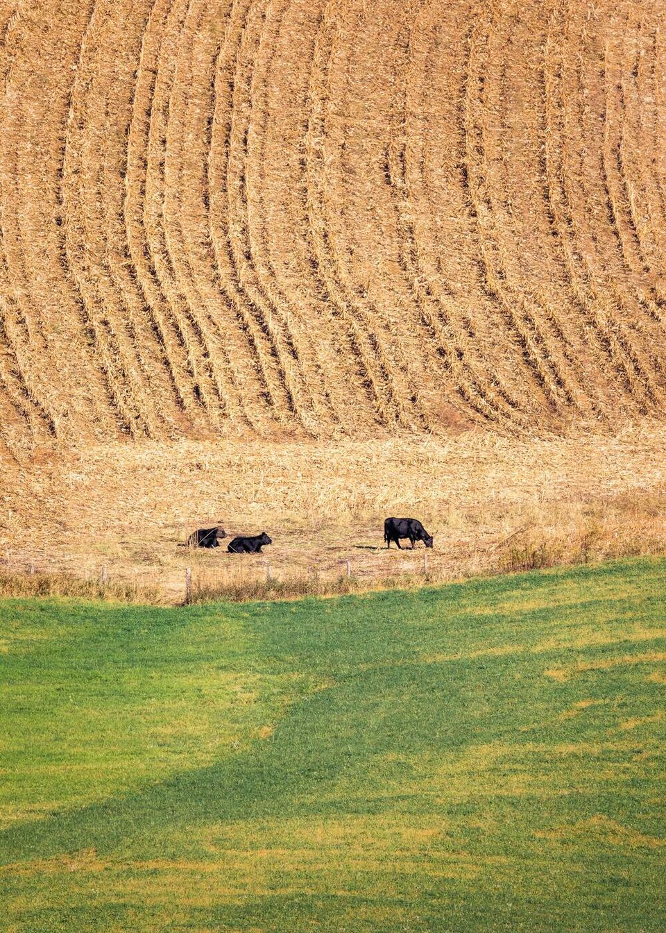 Cattle on a cut hayfield