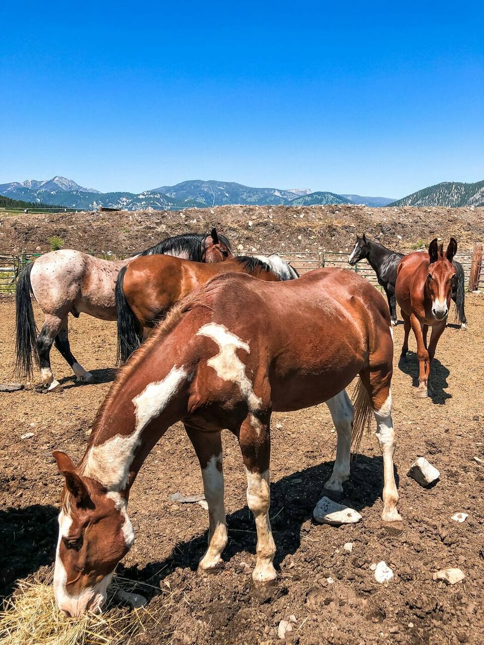 Horses in a dry pasture