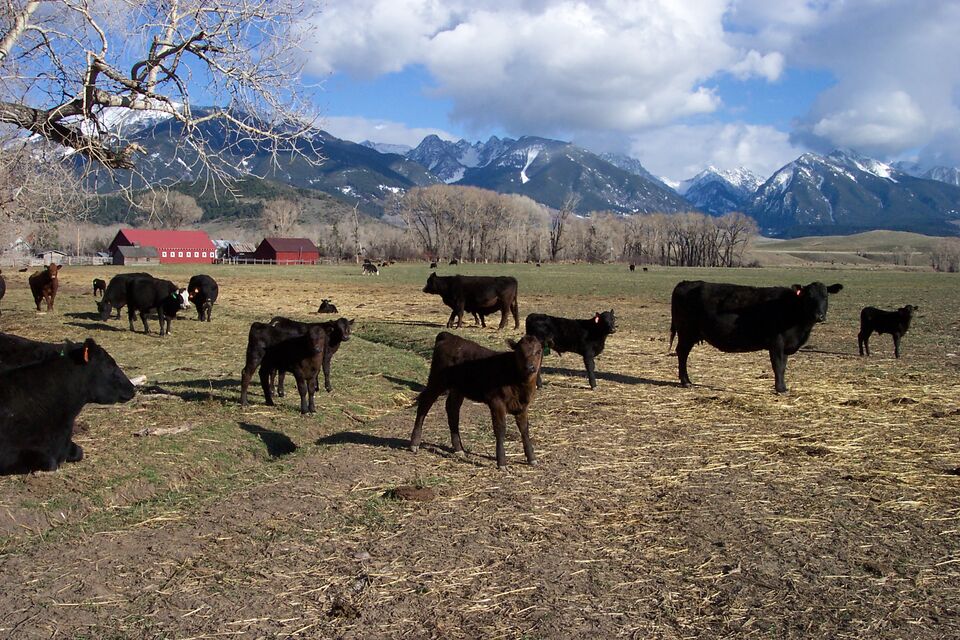 A buck-and-rail fence along a wintering field below the mountains